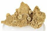 Miniature Fossil Cluster (Ammonites, Cephalopods) - France #248413-1